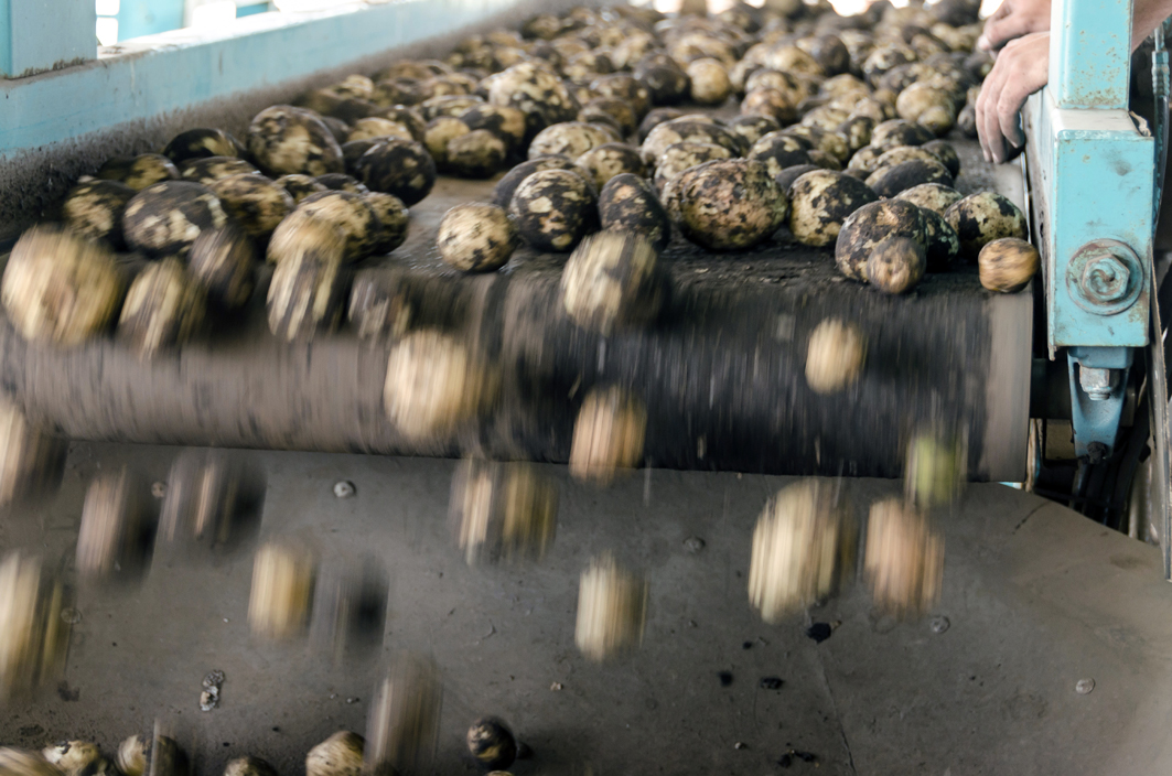 Potato Starch Plant Starch Liquid Extraction in Denmark